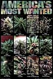 America's Most Wanted II (Pot Plants) Art Poster Print - 24