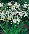 Peruvian White Daffodil Bulb-Hymenocallis-Unusual Bloom