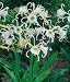 Peruvian White Daffodil Bulb-Hymenocallis-Unusual Bloom