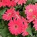 Gerbera Red Shades - 20 seeds