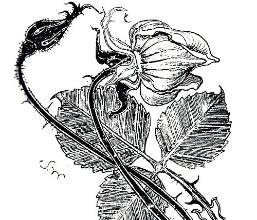 j-klsmtustanj (Italian Edition)