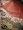 Evening Wrap Medium Carmine And Dark Brown Jamawar Shawl Free Shipp Image #5