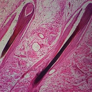 Human Mammary Gland Resting Microscope Slide