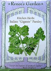 Gigante Italian Parsley Seeds