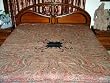 Light Pink Pashmina Jamavar Indian Bedspread Bedding Couch Throw King/queen 108"
