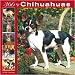   - 366 Days of Chihuahuas 2008 Wall Calendar