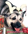 Reindeer Dog Antlers
