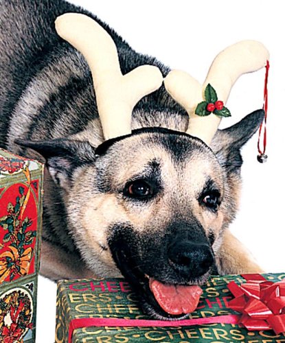 Reindeer Dog Antlers