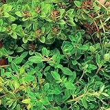 English Thyme- Herb Vulgaris- 100 Seeds