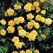 Climbing Rose Golden Shower - 1 rose