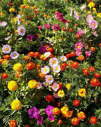 Sunburst Border Flower Mix Grow Beautiful Garden Flowers. Pre-seeded 17 Sunburst Border Flower Mix Grow Beautiful Garden Flowers. Pre-seeded 17