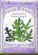 Rustic Arugula Heirloom Seeds 1000 Seeds