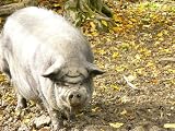 H�ngebauchschwein Mauspad (307)