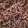 Red Wiggler Composting Worms 2lb Pack