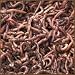 Red Wiggler Composting Worms 2lb Pack