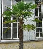 Hanfpalme (Chamaerops excelsa/syn. Trachycarpus fortunei) 10 Korn
