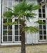 Hanfpalme (Chamaerops excelsa/syn. Trachycarpus fortunei) 10 Korn