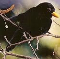 K&ouml;sener 5820 - Amsel T&uuml;ril&uuml; 19 cm