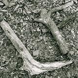 Leeward Fate Driftwood, Vol. 1
