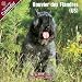 Bouvier Des Flandres (US) 2009 Wall Calendar