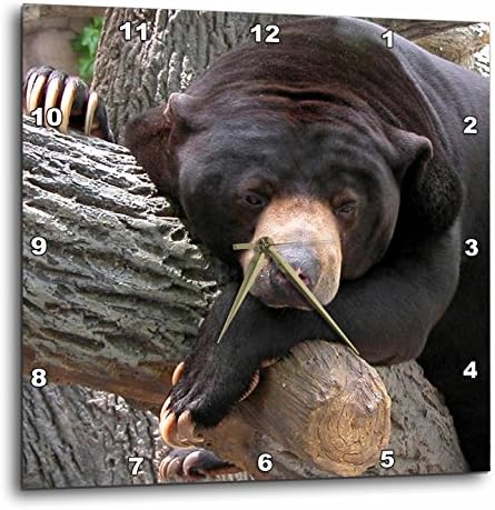 3dRose Beverly Turner Photography Oh Man What a Day Black Bear Wall Clock, 10 by 10-Inch