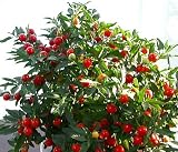 Jerusalem Cherry 15 Seeds - Solanum - House Plant