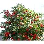 Jerusalem Cherry 15 Seeds