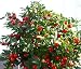 Jerusalem Cherry 15 Seeds - Solanum - House Plant