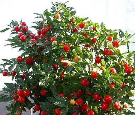 Jerusalem Cherry 15 Seeds