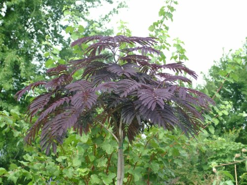 Albizia, rotbl&auml;ttrig Summer Chocolate , 1 Pflanze Preisvergleich