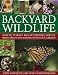 Backyard Wildlife: How to attract bees, butterflies, insects, birds, frogs and animals into your garden by Christine Lavelle, Michael Lavelle