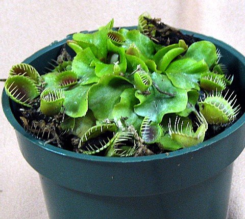 Cup Trap Venus Fly Trap Plant - Dionaea - Carnivorous 