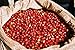 Guatemalan Organic Finca Ceylan SHG RFA SMBC Coffee Beans (Medium Roast (Full City +), 2.5 pounds Whole Beans)