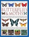 The Illustrated World Encyclopedia of Butterflies and Moths