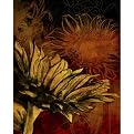 Sunflower II - 11 x 14"