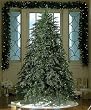 9' Downswept Hunter Fir Pre-Lit Artificial Christmas Tree - Clear Lights