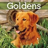 2016 Monthly Wall Calendar - Golden Retrievers