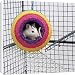 Canvas Prints of Pet RAT - in toy in cage from Ardea Wildlife Pets