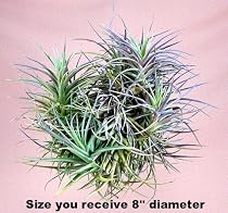 Hanging Lunar Airplant -Tillandsia- For Home/Office....