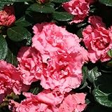 Amazon / Hirts: Azalea: Double Pink Bloom-A-Thon Everblooming Azalea - Everblooming - Proven Winners