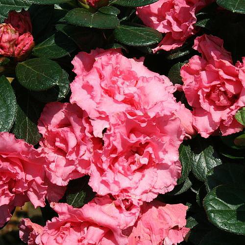 Double Pink Bloom-A-Thon® Everblooming Azalea - Proven Winners - 4