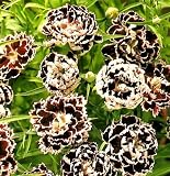 Black & White Carnation 30 Seeds - Gothic - Annual