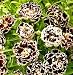 Black and White Carnation 30 Seeds