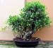 2CHIXGIFTS MONSTER IMPORTED FICUS RETUSA BONSAI TREE