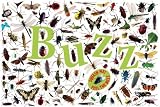 Buzz