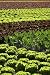 Red Little Baby Lettuce, Fields from Spain - 36