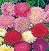 David's Flower Aster Giant Princess Formula Mix 50 Seeds per Packet