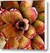 Neo Hula Lady Bromeliad Canvas Print / Canvas Art - Artist Karon DeVega