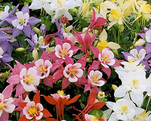 Columbine Seeds - GIANT MIX - Origami - Variety - Shade Perennial - 50+ Seeds