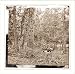 Civil War Photo (M): Gettysburg Pennsylvania. Battered trees on Culps Hill